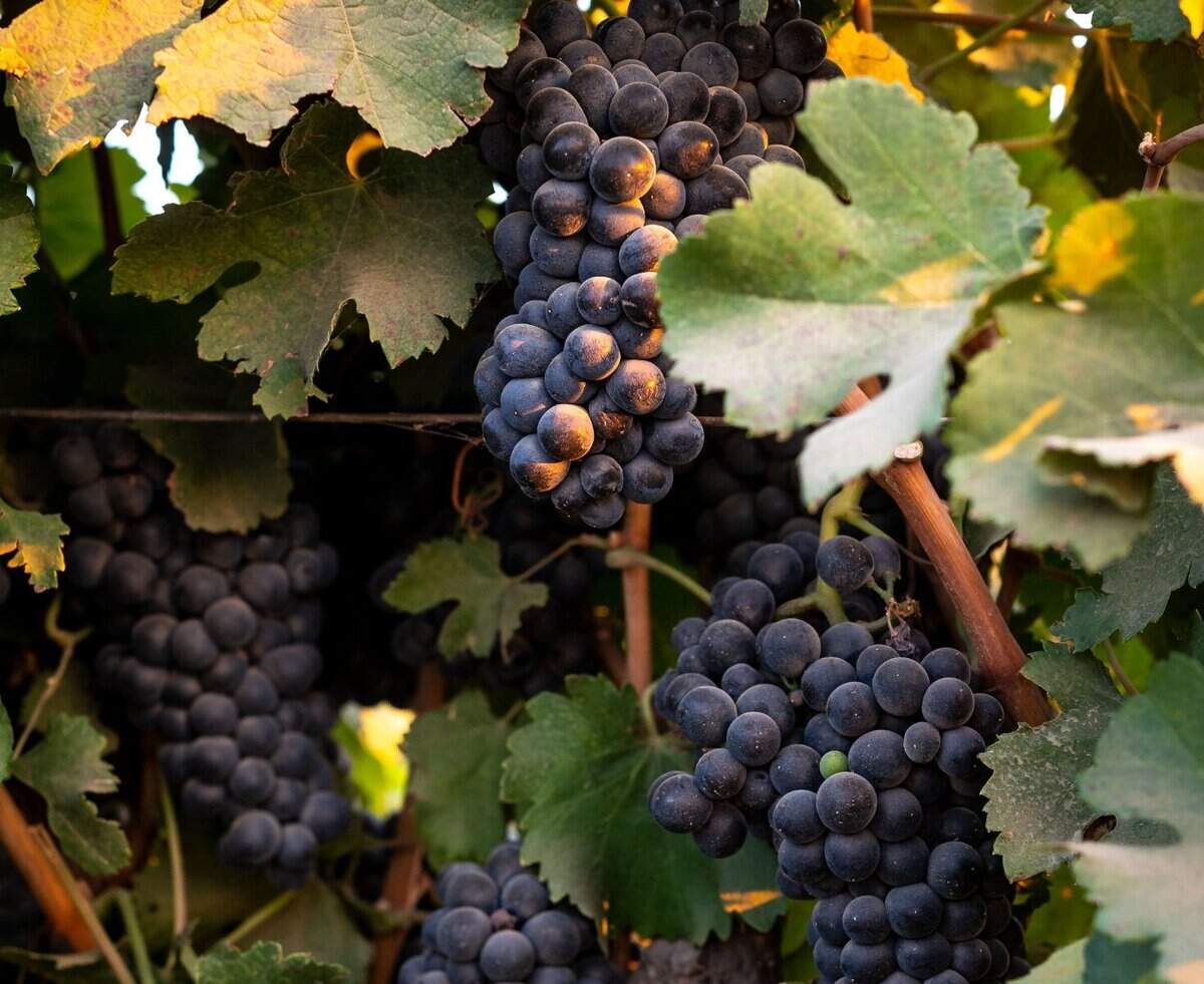 Discover Premium Wines Through a Clarksburg Wine Subscription